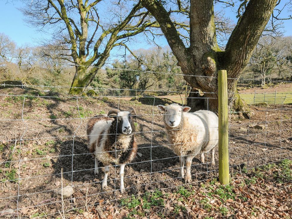 Sheep in a fenced outdoor area with a tree at Polzeath in St Breward