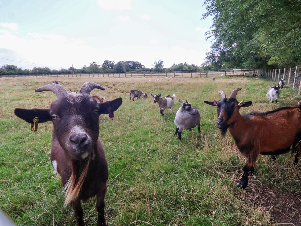 A group of goats in a field with grass and a fence