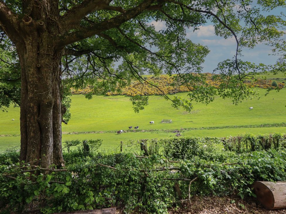 A view of a grassy field with cows and a tree at Owl Valley Cabin Bwlch-y-Ddar near Llanfyllin