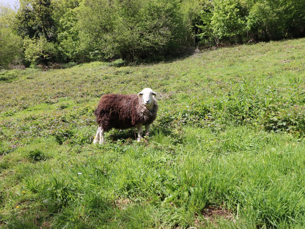 A sheep standing in a grassy field with trees in the background