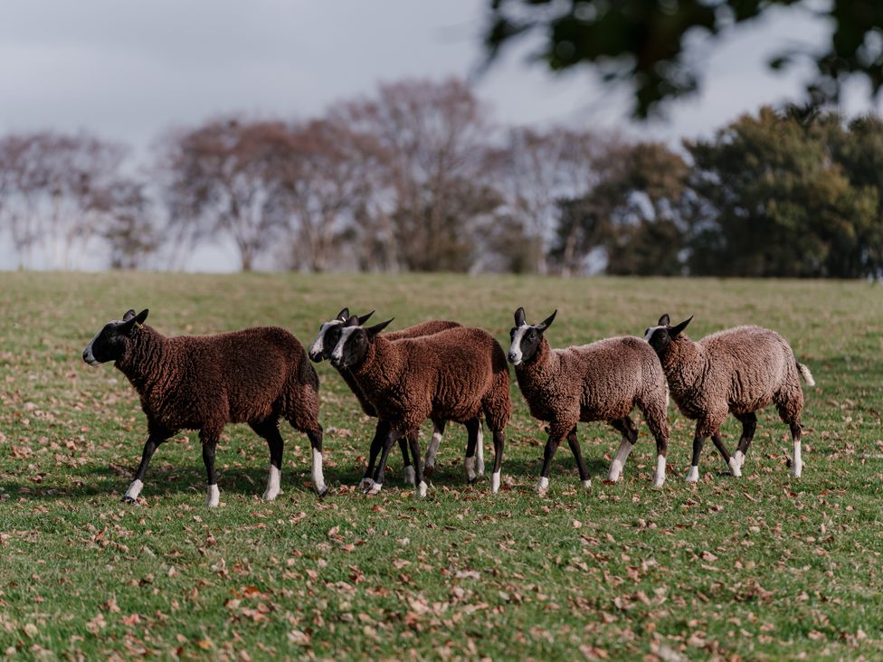 A group of sheep walking in a field at Holwell Farmhouse in Bampton