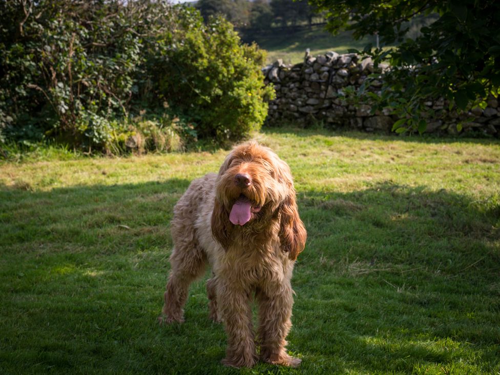 A dog standing in a grassy outdoor area at Souterstead in Torver near Coniston
