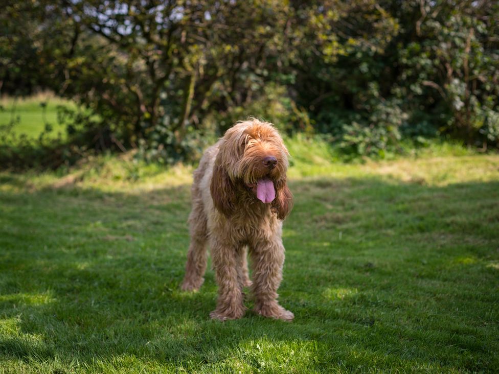 A dog standing on grass in a garden at Souterstead in Torver near Coniston