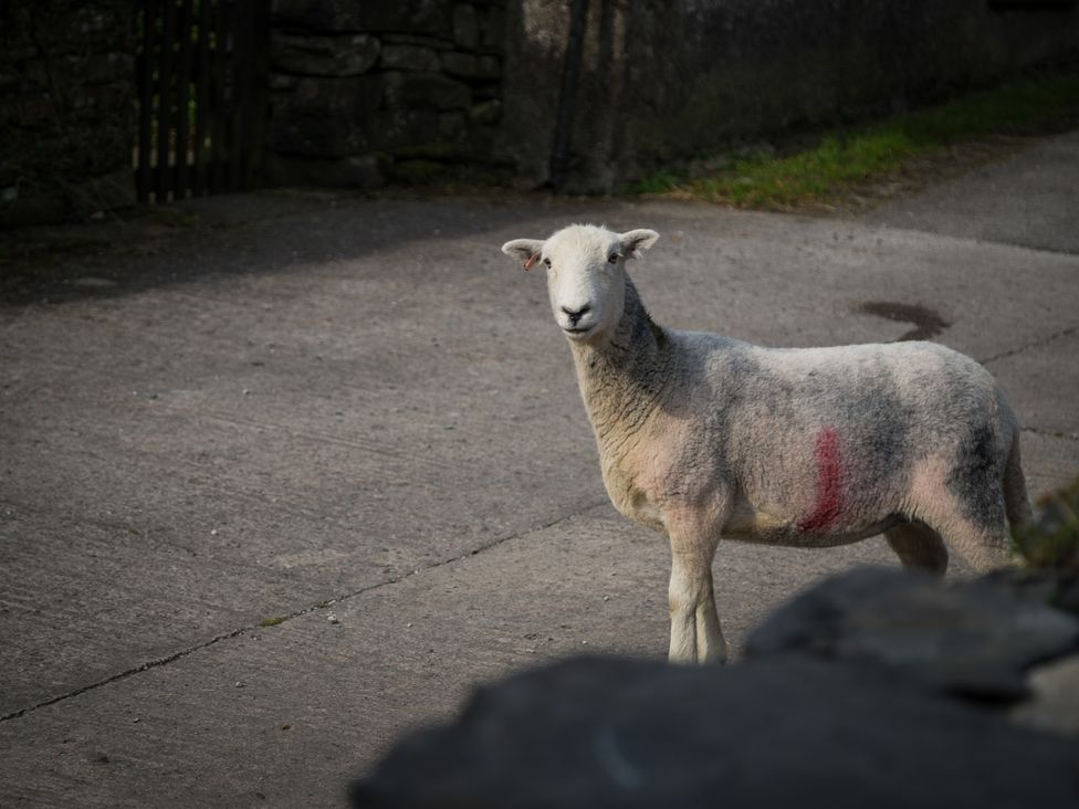 A sheep standing on a path near a stone wall and gate at Souterstead Torver near Coniston