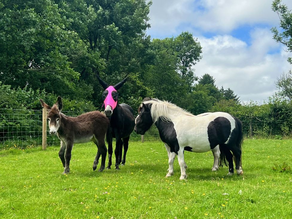Three animals including a donkey and two ponies in a field at Dwrgi near Llanybydder