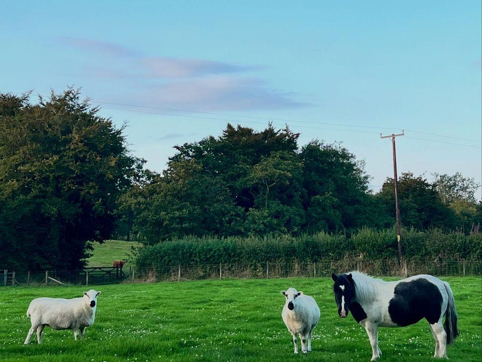 Sheep and a horse in a field at Dwrgi Aber near Llanybydder