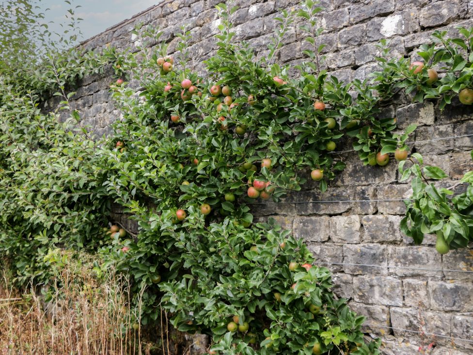An apple tree with fruit growing against a stone wall at The Laundrymaid's Cottage in Cartmel