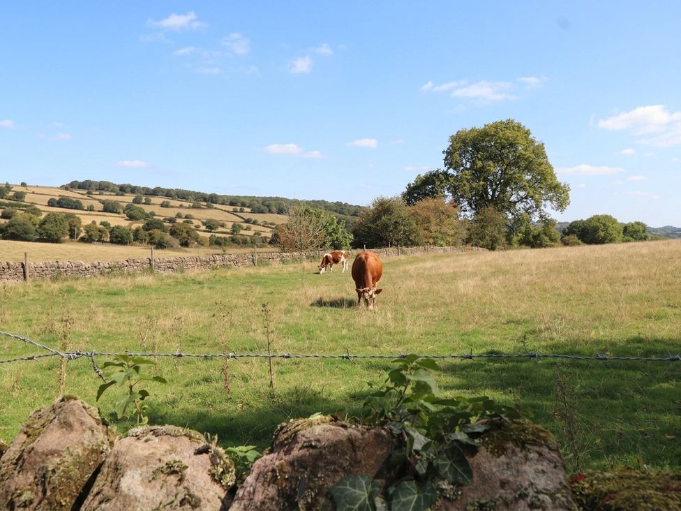 Cows grazing in a field at 5 Belper Lane End in Belper