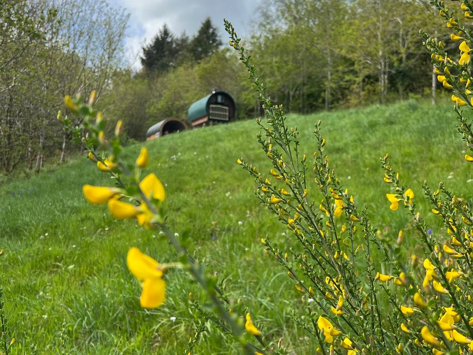 A garden with yellow flowers and a shed at Goldfinch in Panson Mill near Ashwater
