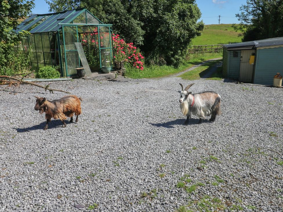 Two goats in a garden area next to a greenhouse at Tor Cefn Annex Kidwelly