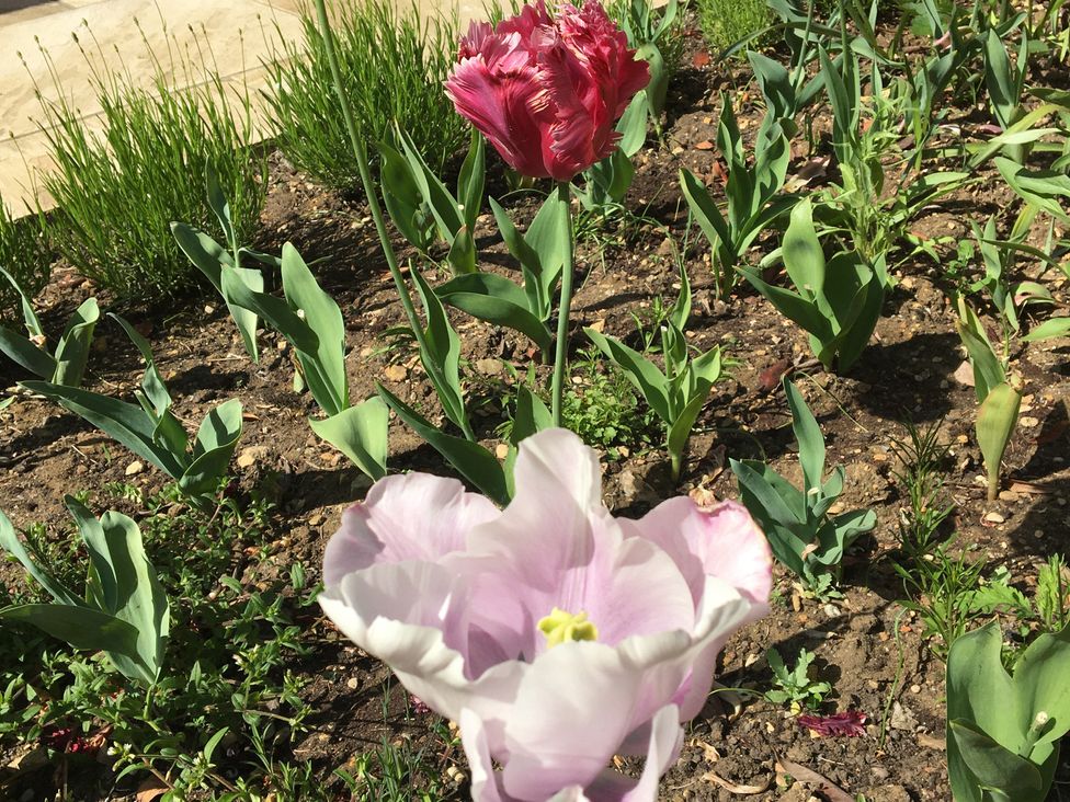 A garden with tulip flowers and green leaves at Evergreen in Broadway