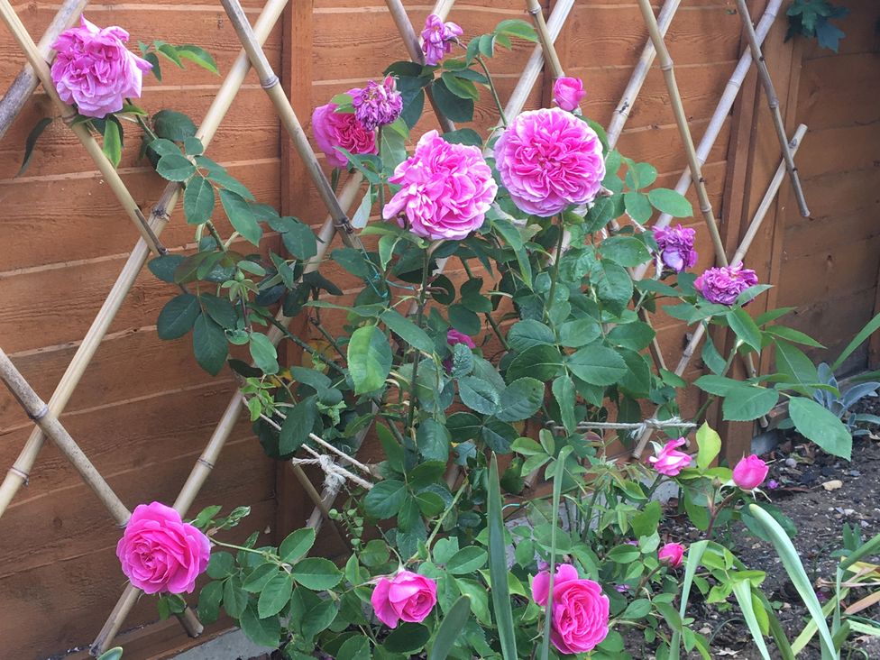 A garden with roses and a wooden fence at Evergreen in Broadway