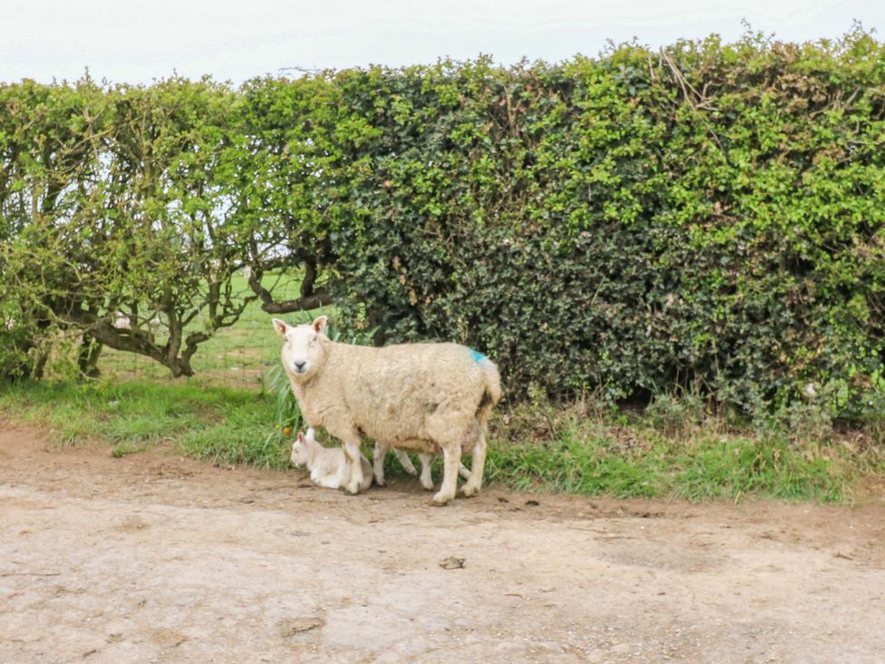 A sheep and a lamb by a hedge on a dirt path at The Hay Barn 