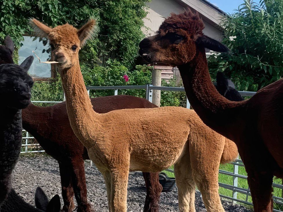 A group of alpacas in a fenced area at Wellinghill Cottage in Charlton Kings