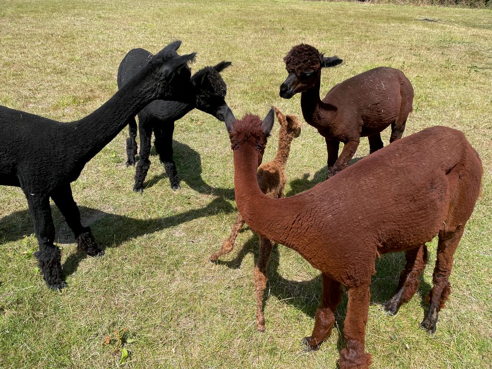 Wellinghill Cottage - Cotswolds - 1183374 - thumbnail photo 33