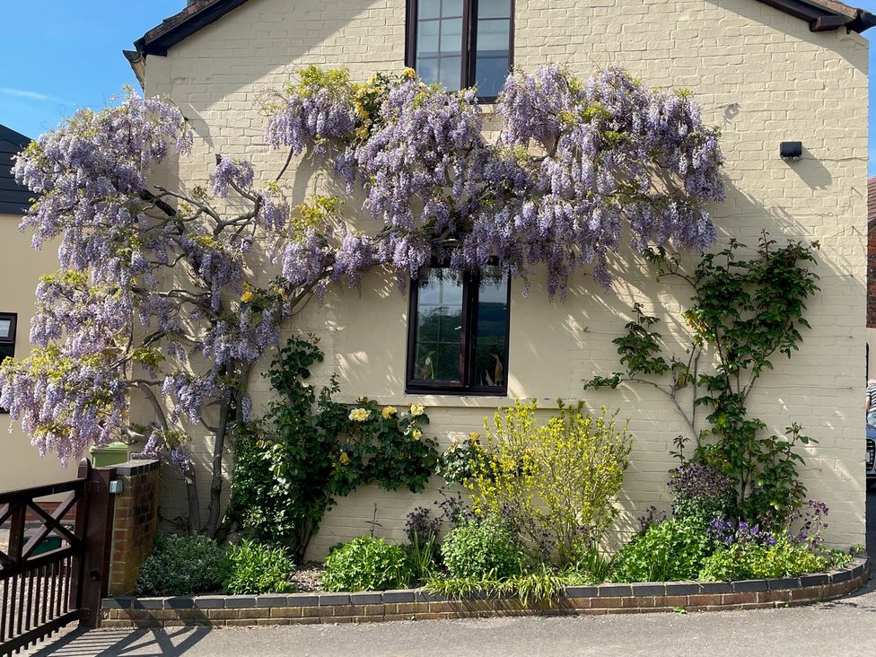 A flowering wisteria plant growing against a wall at Wellinghill Cottage in Charlton Kings