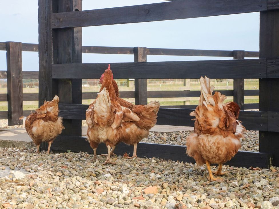 Three chickens in a gravel area at 2 Jade side Malton