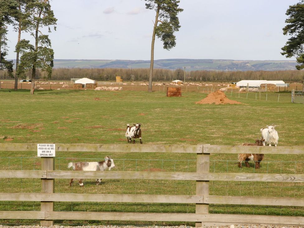 Four goats in a field with a wooden fence at 2 Jade side in Malton