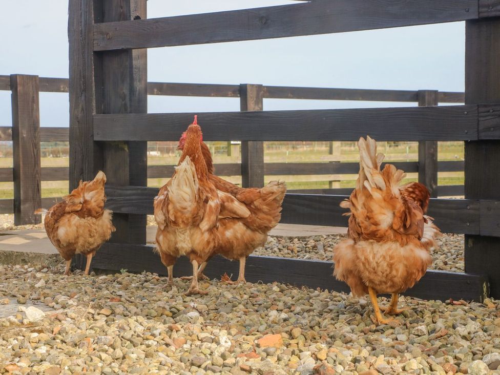 Three chickens near a wooden fence at 3 Marinas side Malton