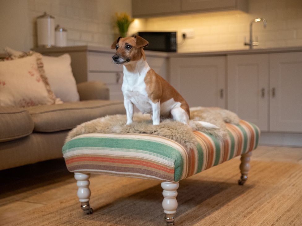 A dog sitting on an ottoman in a living room at The End in Low Ham near Langport