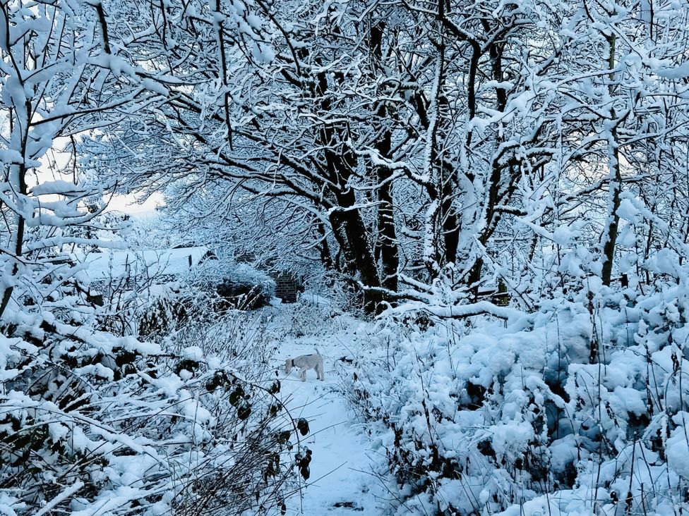 A snowy pathway surrounded by trees and bushes at The Cabin in Crawshawbooth