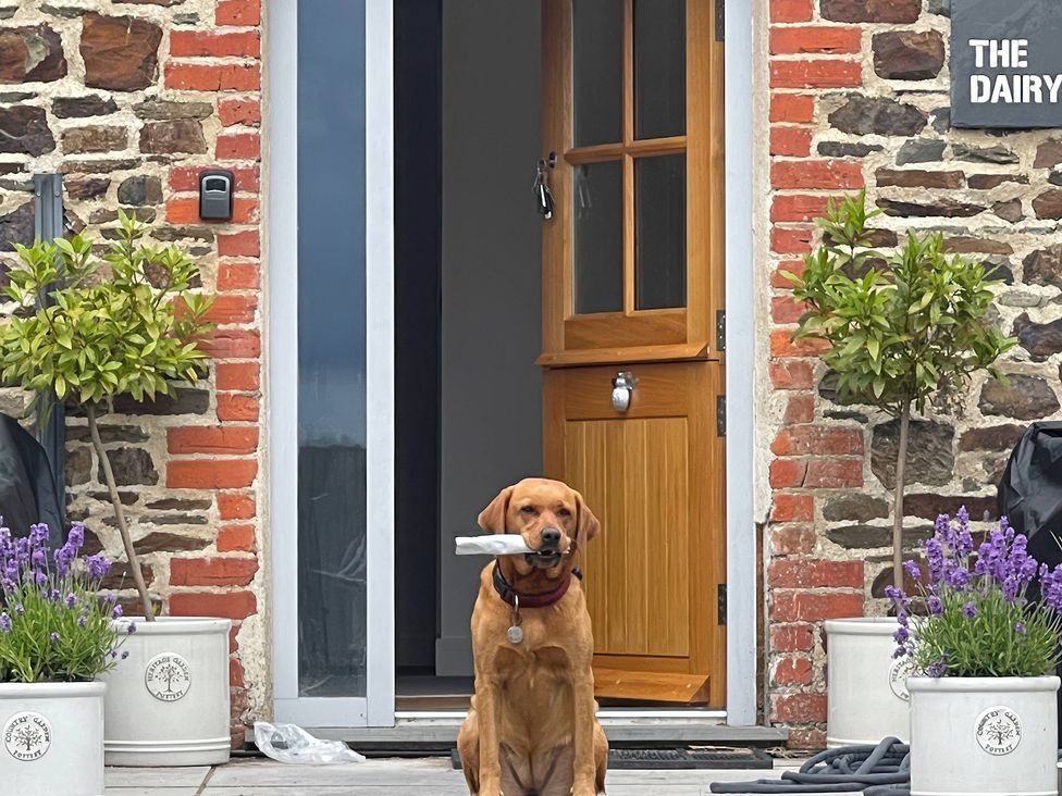 A dog holding a stick in its mouth at The Dairy in Bridgerule