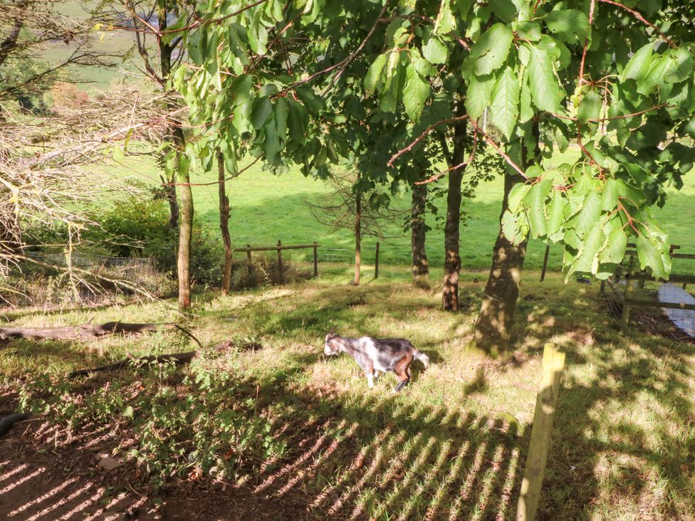 A goat in a grassy area surrounded by trees at The Old Shippon in 
