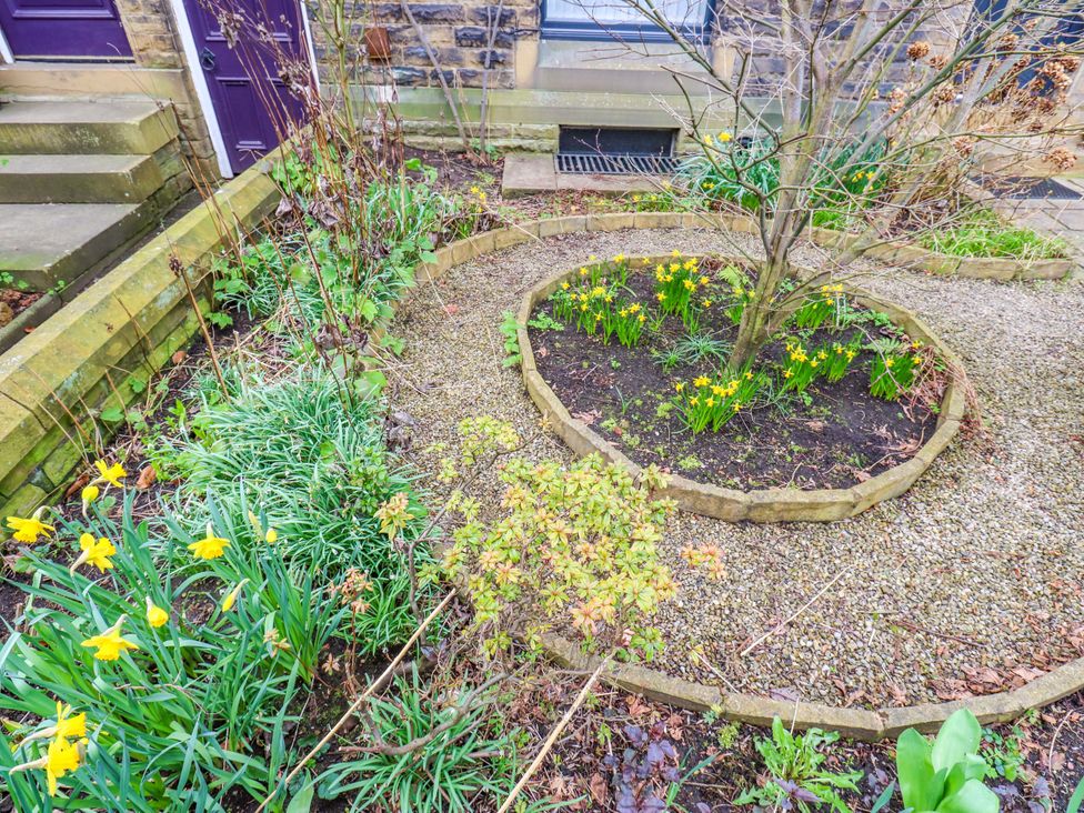 A garden area with daffodils and a tree at Fairfield House Almondbury near Huddersfield