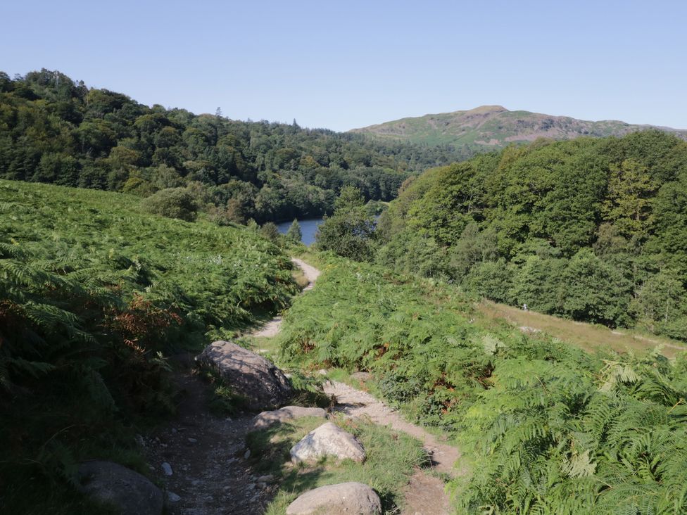A pathway through ferns and trees near a lake at Park View Ambleside