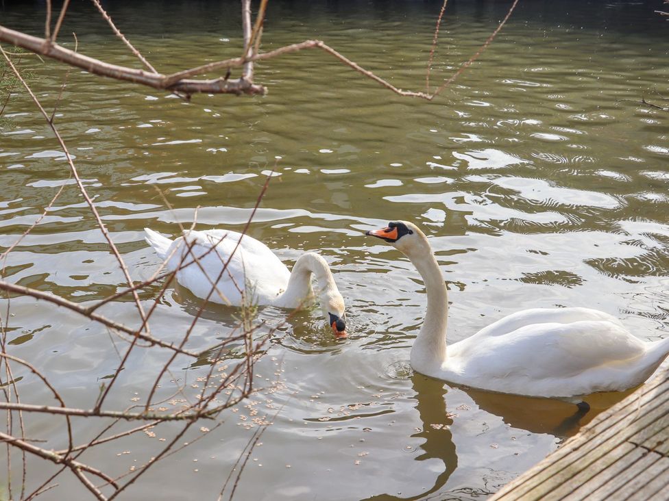 Two swans swimming in water with a wooden pier at Greengates in Rye