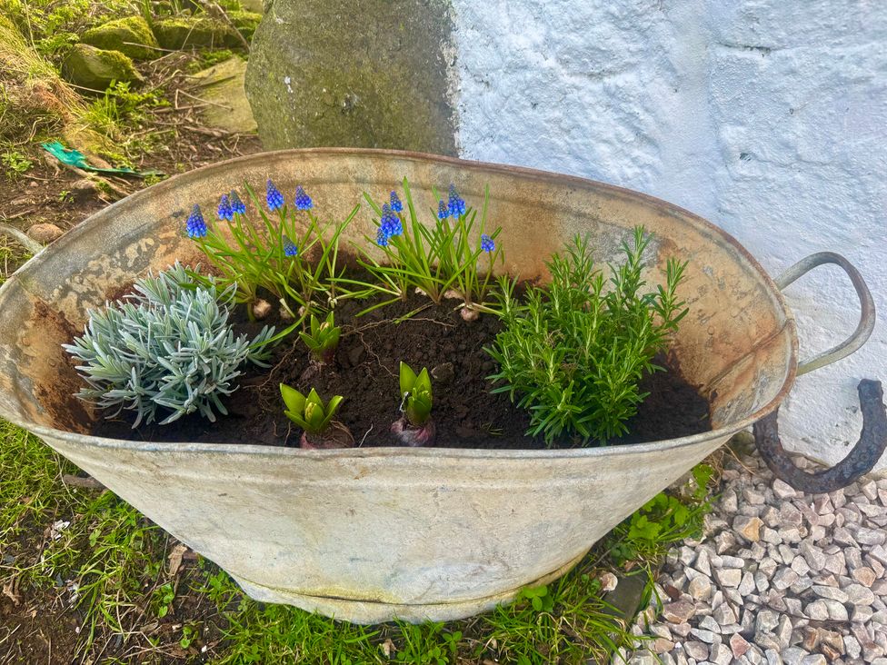A metal container with various plants and flowers in the garden at Auld Cider Makers Cottage in Portstewart, County Londonderry