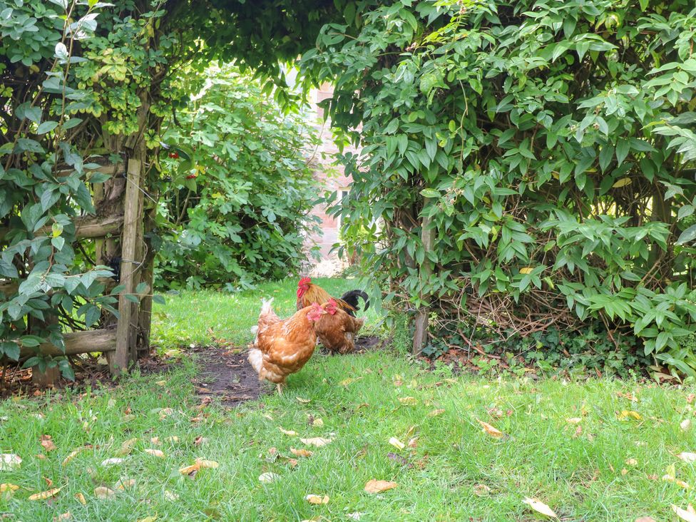 Two chickens in a garden area at Pigwig Cottage 