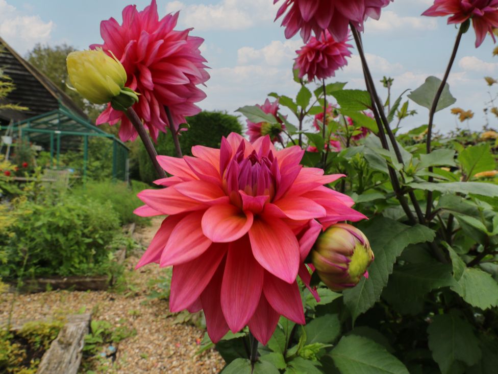 A garden with dahlias at The Piggery in Maidstone