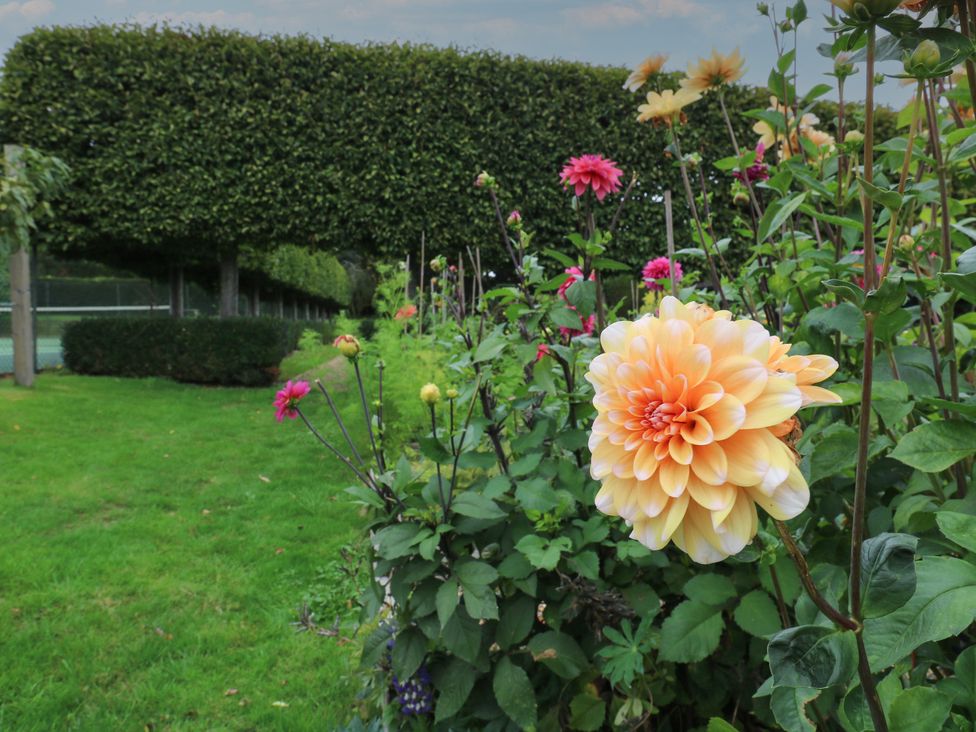 A garden with dahlias and hedges at The Piggery in Maidstone
