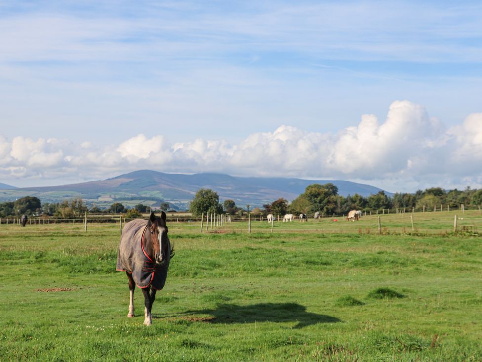A horse in a field with mountains in the background at The Lodge Bolinahaney, Bunclody, County Wexford