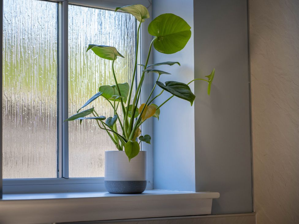A plant on a window sill at Clayhills Cottage in Blairgowrie