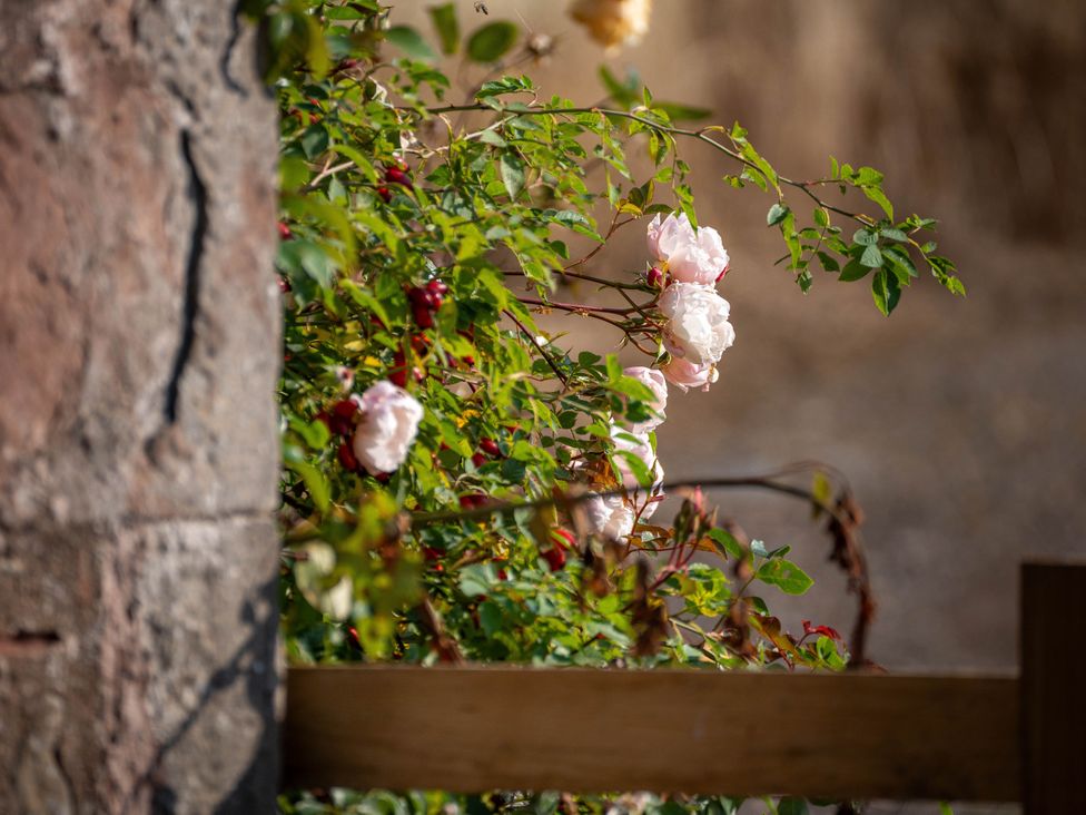 A rose bush with pink flowers near a stone wall at The Bothy in Blairgowrie