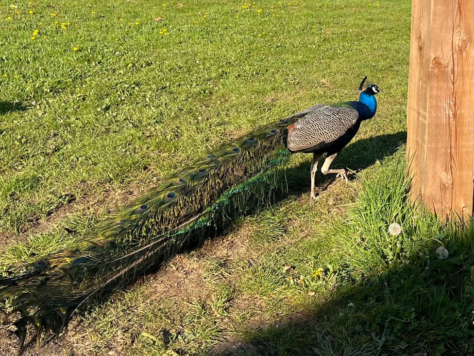A peacock standing near a wooden post in a grassy area