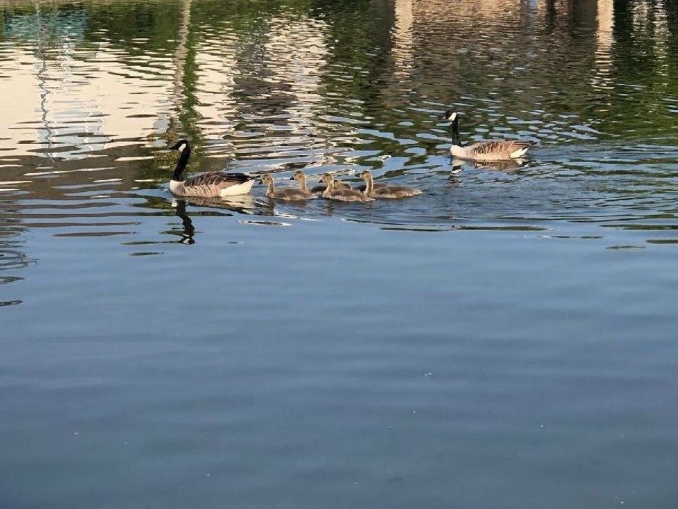 a group of ducks swimming in a pond at Liskey Hill Caravan Park - Holiday Accommodation 3043 Perranporth