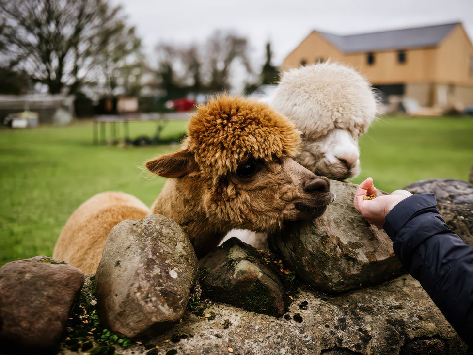 Two alpacas leaning over a stone wall towards a hand with food at The Snug in Overton near Heysham