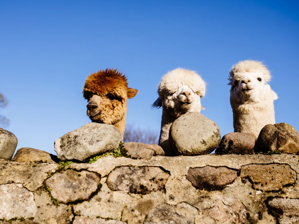 Alpacas peeking over a stone wall against a blue sky at The Snug in Overton near Heysham