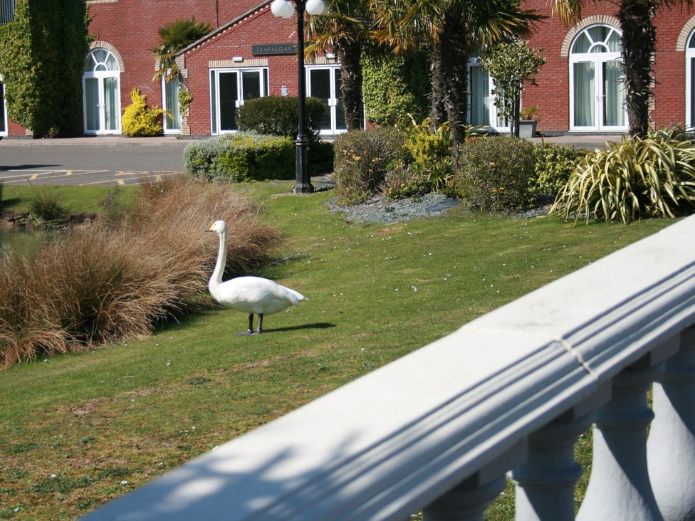 A swan on grass near a building at Southview Holiday Park 7251 Skegness