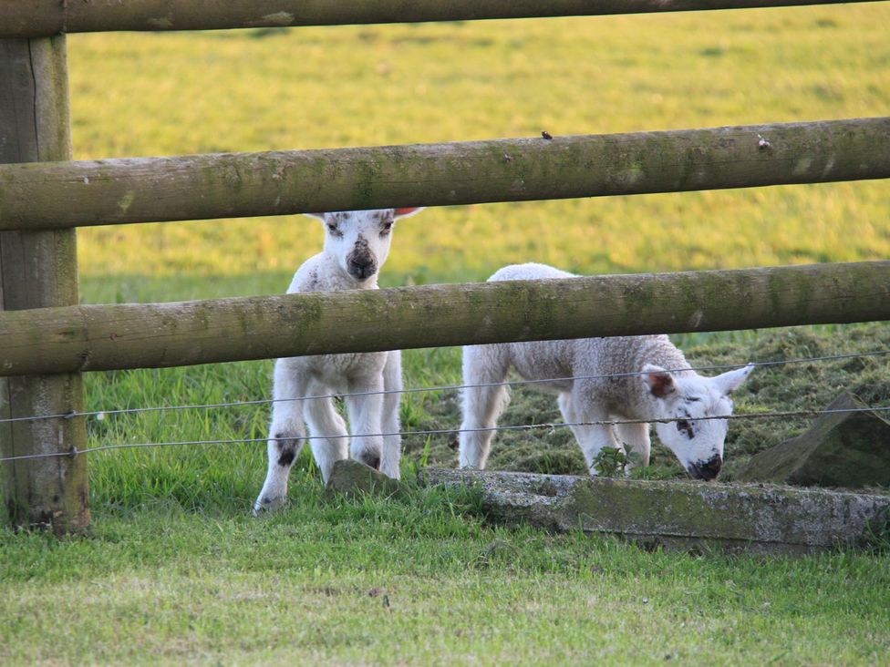 Two lambs near a fence in a grassy field at Higher Forda in Holsworthy