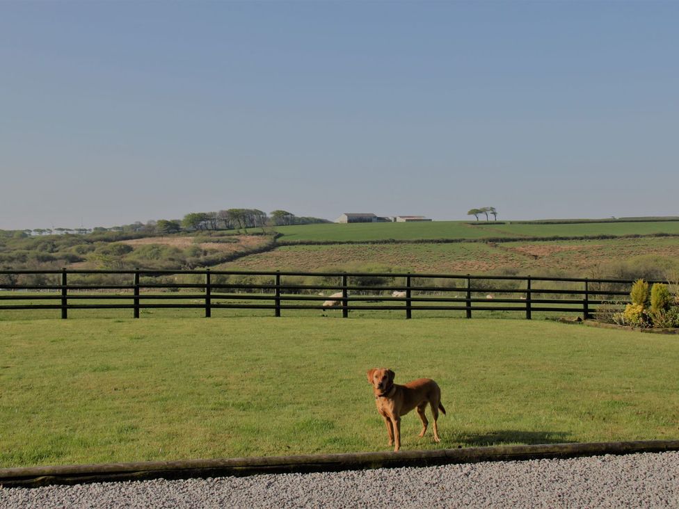 A dog standing in a garden at Higher Forda in Holsworthy