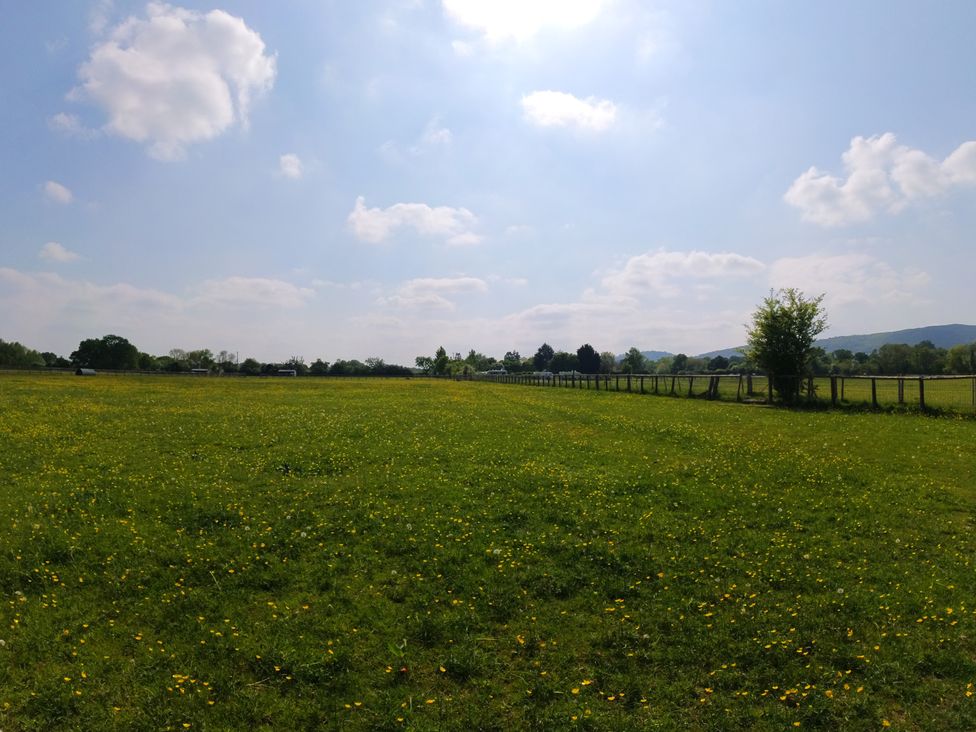 A grassy field with dandelions and a fence at Rosebud Meadow Pod 1
