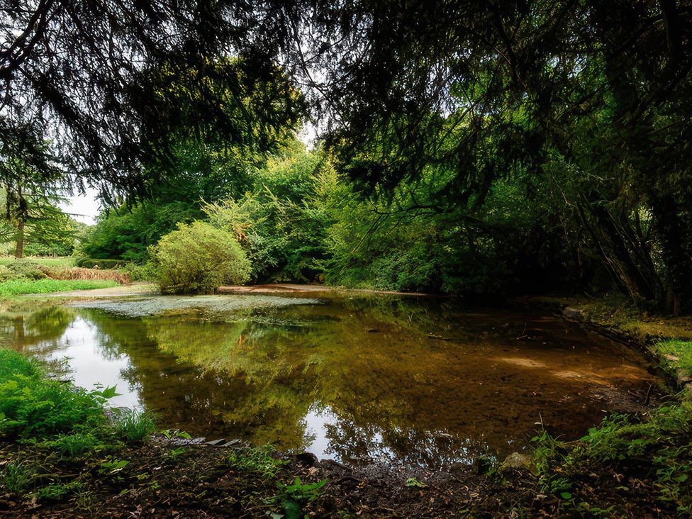A pond surrounded by trees and bushes at Ladye Park in Liskeard