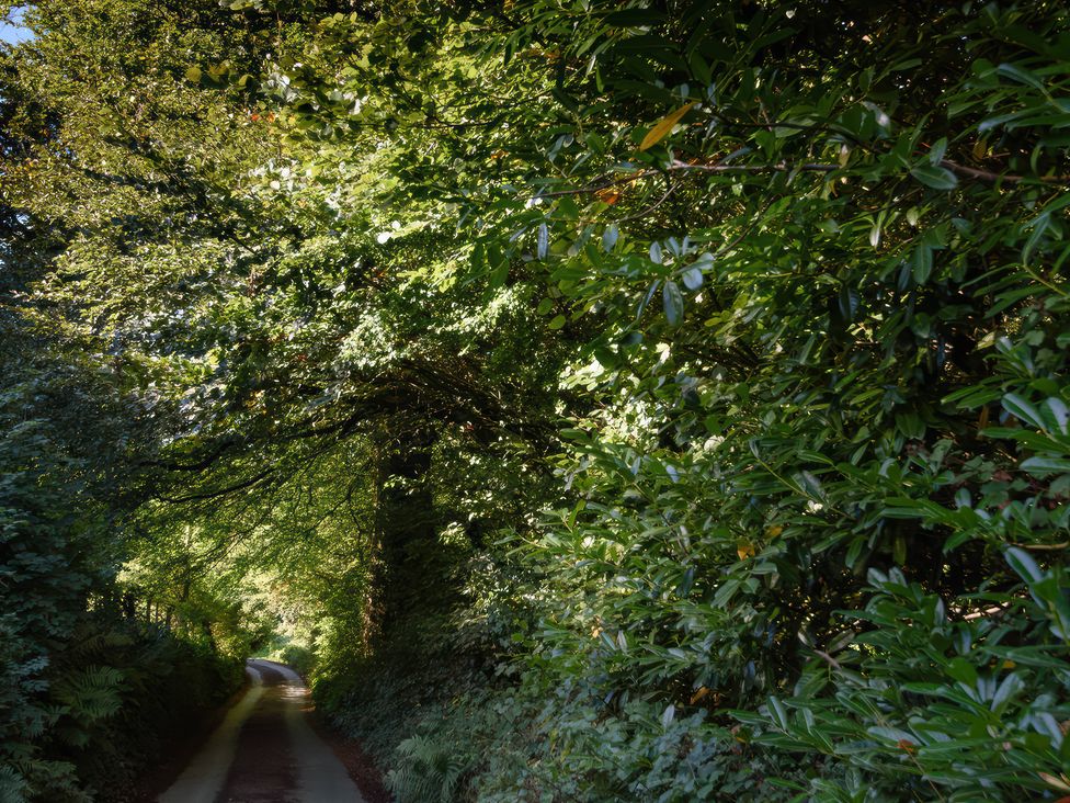 A narrow road lined with dense greenery at Ladye Park in Liskeard