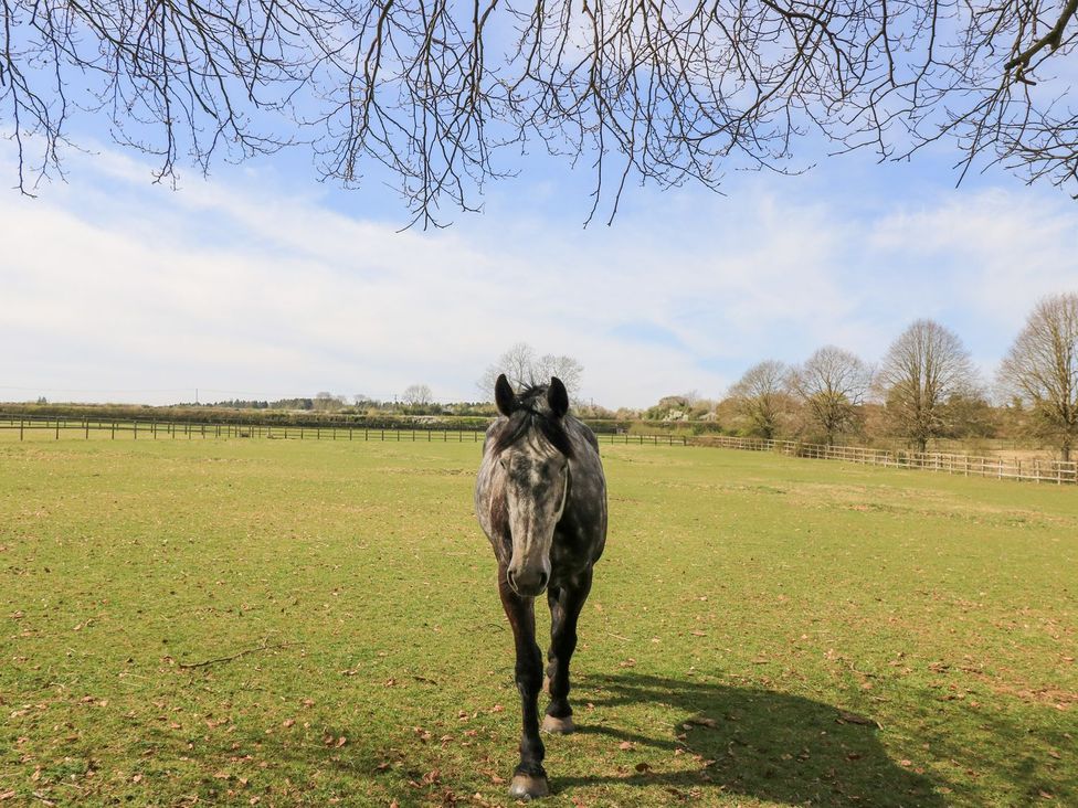 A horse walking in a field at Woodcock Studio Andoversford near Cheltenham