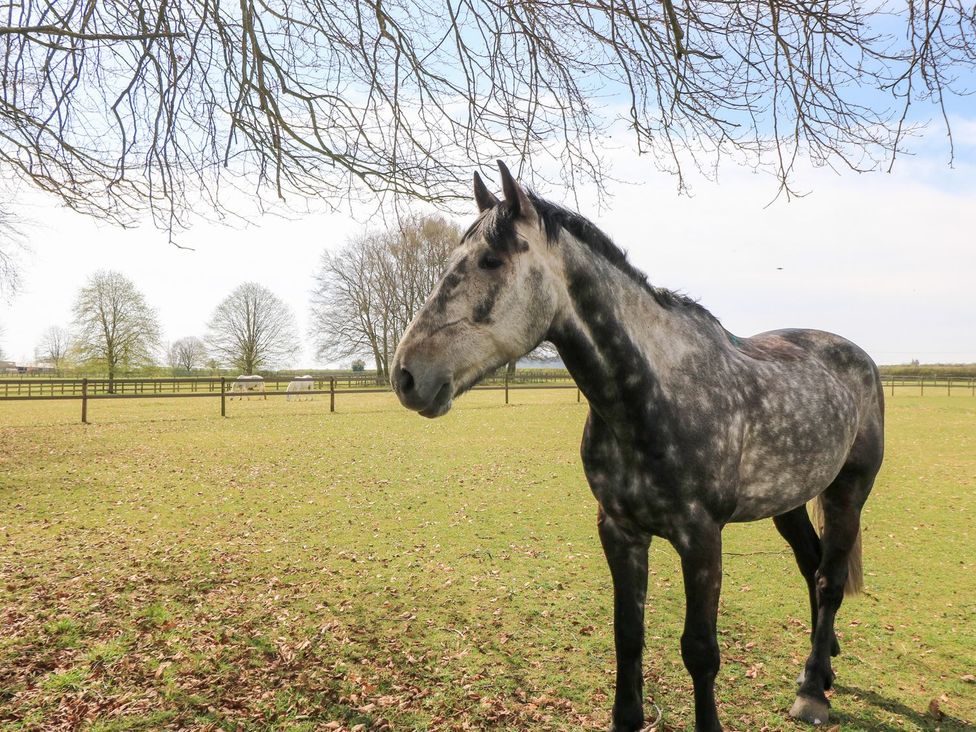 A horse standing in a grassy field at Woodcock Studio Andoversford near Cheltenham