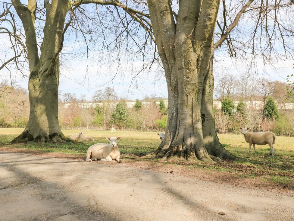 Sheep resting under trees in a field at Swallow Studio in Andoversford near Cheltenham